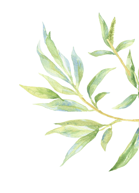 Watercolor eucalyptus leaf png.
