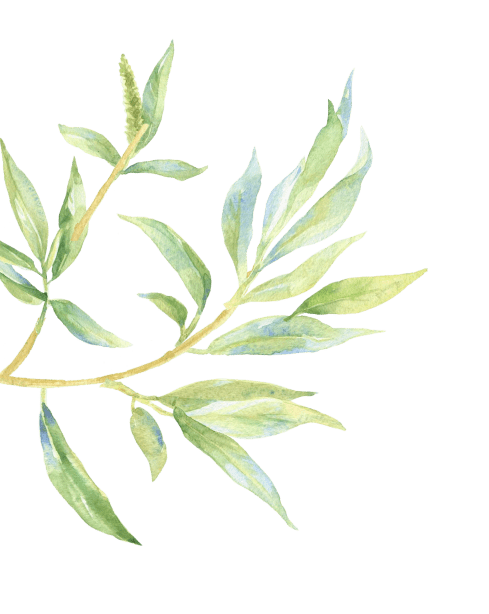 A watercolor illustration of a branch of eucalyptus.